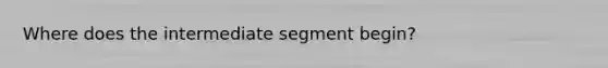 Where does the intermediate segment begin?