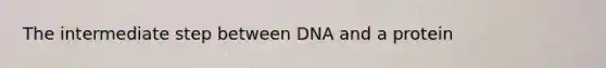 The intermediate step between DNA and a protein