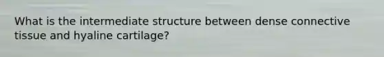 What is the intermediate structure between dense connective tissue and hyaline cartilage?