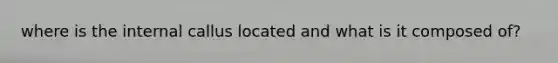where is the internal callus located and what is it composed of?