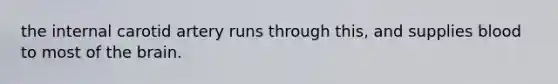 the internal carotid artery runs through this, and supplies blood to most of <a href='https://www.questionai.com/knowledge/kLMtJeqKp6-the-brain' class='anchor-knowledge'>the brain</a>.