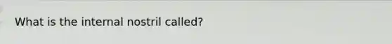 What is the internal nostril called?