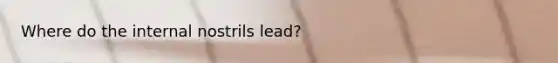 Where do the internal nostrils lead?