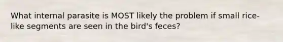 What internal parasite is MOST likely the problem if small rice-like segments are seen in the bird's feces?