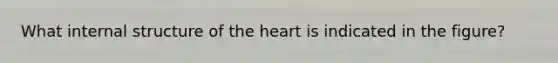 What internal structure of <a href='https://www.questionai.com/knowledge/kya8ocqc6o-the-heart' class='anchor-knowledge'>the heart</a> is indicated in the figure?