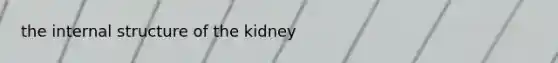 the internal structure of the kidney