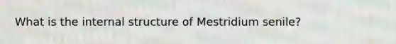 What is the internal structure of Mestridium senile?