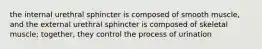 the internal urethral sphincter is composed of smooth muscle, and the external urethral sphincter is composed of skeletal muscle; together, they control the process of urination