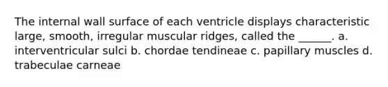 The internal wall surface of each ventricle displays characteristic large, smooth, irregular muscular ridges, called the ______. a. interventricular sulci b. chordae tendineae c. papillary muscles d. trabeculae carneae