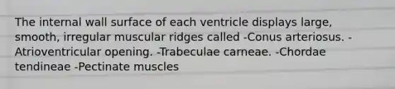 The internal wall surface of each ventricle displays large, smooth, irregular muscular ridges called -Conus arteriosus. -Atrioventricular opening. -Trabeculae carneae. -Chordae tendineae -Pectinate muscles