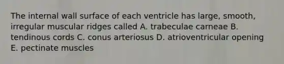 The internal wall surface of each ventricle has large, smooth, irregular muscular ridges called A. trabeculae carneae B. tendinous cords C. conus arteriosus D. atrioventricular opening E. pectinate muscles