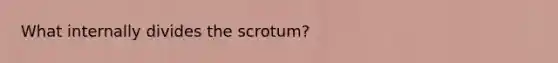 What internally divides the scrotum?