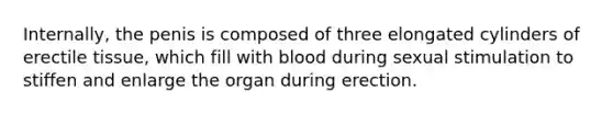 Internally, the penis is composed of three elongated cylinders of erectile tissue, which fill with blood during sexual stimulation to stiffen and enlarge the organ during erection.