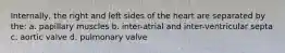 Internally, the right and left sides of the heart are separated by the: a. papillary muscles b. inter-atrial and inter-ventricular septa c. aortic valve d. pulmonary valve