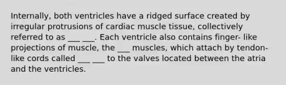 Internally, both ventricles have a ridged surface created by irregular protrusions of cardiac <a href='https://www.questionai.com/knowledge/kMDq0yZc0j-muscle-tissue' class='anchor-knowledge'>muscle tissue</a>, collectively referred to as ___ ___. Each ventricle also contains finger- like projections of muscle, the ___ muscles, which attach by tendon-like cords called ___ ___ to the valves located between the atria and the ventricles.