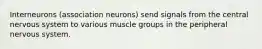 Interneurons (association neurons) send signals from the central nervous system to various muscle groups in the peripheral nervous system.