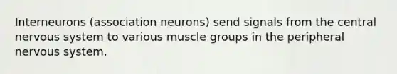 Interneurons (association neurons) send signals from the central <a href='https://www.questionai.com/knowledge/kThdVqrsqy-nervous-system' class='anchor-knowledge'>nervous system</a> to various muscle groups in the peripheral nervous system.