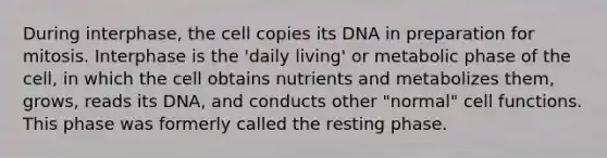 During interphase, the cell copies its DNA in preparation for mitosis. Interphase is the 'daily living' or metabolic phase of the cell, in which the cell obtains nutrients and metabolizes them, grows, reads its DNA, and conducts other "normal" cell functions. This phase was formerly called the resting phase.