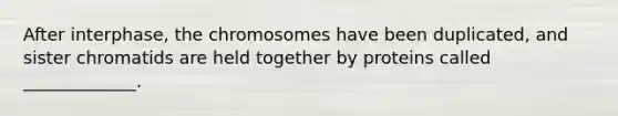 After interphase, the chromosomes have been duplicated, and sister chromatids are held together by proteins called _____________.