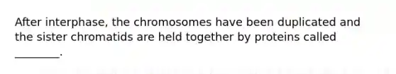 After interphase, the chromosomes have been duplicated and the sister chromatids are held together by proteins called ________.