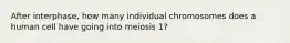 After interphase, how many individual chromosomes does a human cell have going into meiosis 1?