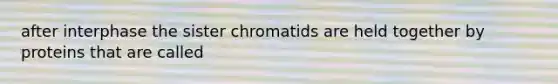 after interphase the sister chromatids are held together by proteins that are called