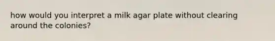 how would you interpret a milk agar plate without clearing around the colonies?