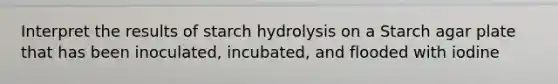 Interpret the results of starch hydrolysis on a Starch agar plate that has been inoculated, incubated, and flooded with iodine