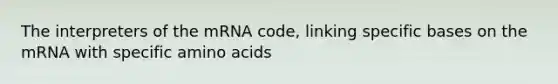 The interpreters of the mRNA code, linking specific bases on the mRNA with specific amino acids