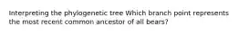 Interpreting the phylogenetic tree Which branch point represents the most recent common ancestor of all bears?