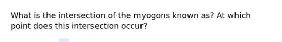 What is the intersection of the myogons known as? At which point does this intersection occur?