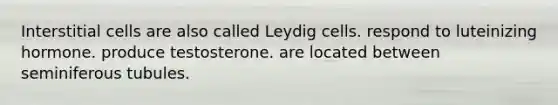 Interstitial cells are also called Leydig cells. respond to luteinizing hormone. produce testosterone. are located between seminiferous tubules.