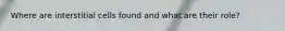 Where are interstitial cells found and what are their role?