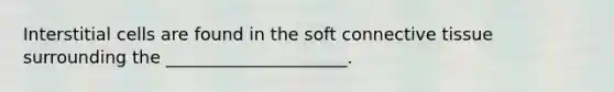 Interstitial cells are found in the soft connective tissue surrounding the _____________________.