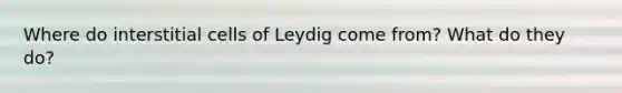 Where do interstitial cells of Leydig come from? What do they do?