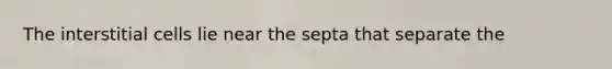 The interstitial cells lie near the septa that separate the