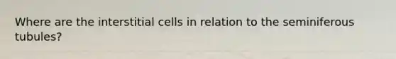 Where are the interstitial cells in relation to the seminiferous tubules?