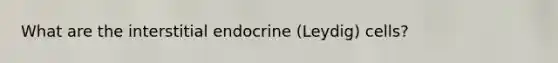 What are the interstitial endocrine (Leydig) cells?