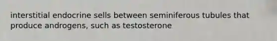 interstitial endocrine sells between seminiferous tubules that produce androgens, such as testosterone