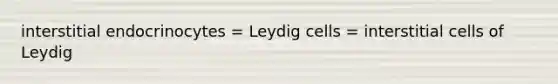 interstitial endocrinocytes = Leydig cells = interstitial cells of Leydig