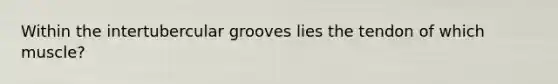Within the intertubercular grooves lies the tendon of which muscle?