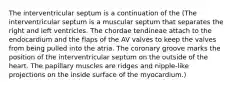 The interventricular septum is a continuation of the (The interventricular septum is a muscular septum that separates the right and left ventricles. The chordae tendineae attach to the endocardium and the flaps of the AV valves to keep the valves from being pulled into the atria. The coronary groove marks the position of the interventricular septum on the outside of the heart. The papillary muscles are ridges and nipple-like projections on the inside surface of the myocardium.)