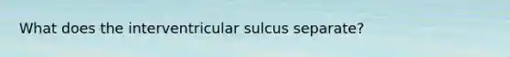 What does the interventricular sulcus separate?