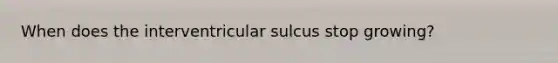 When does the interventricular sulcus stop growing?