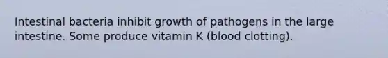 Intestinal bacteria inhibit growth of pathogens in the large intestine. Some produce vitamin K (blood clotting).