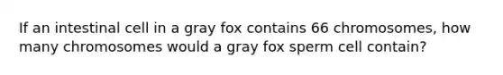 If an intestinal cell in a gray fox contains 66 chromosomes, how many chromosomes would a gray fox sperm cell contain?