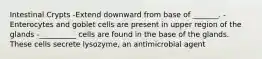 Intestinal Crypts -Extend downward from base of _______. -Enterocytes and goblet cells are present in upper region of the glands -__________ cells are found in the base of the glands. These cells secrete lysozyme, an antimicrobial agent