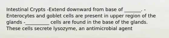 Intestinal Crypts -Extend downward from base of _______. -Enterocytes and goblet cells are present in upper region of the glands -__________ cells are found in the base of the glands. These cells secrete lysozyme, an antimicrobial agent