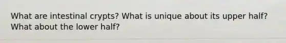 What are intestinal crypts? What is unique about its upper half? What about the lower half?