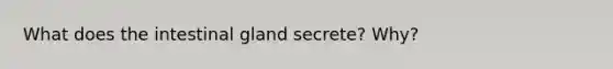 What does the intestinal gland secrete? Why?